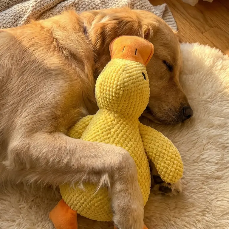 Low-Quack Duck Toy