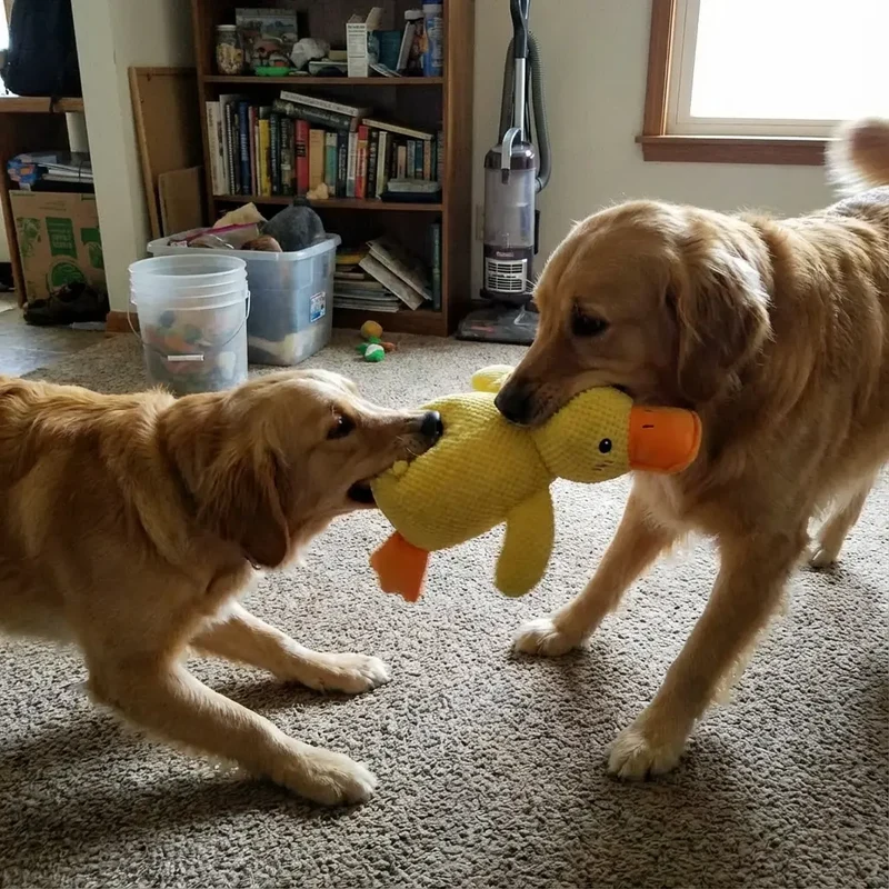 Low-Quack Duck Toy