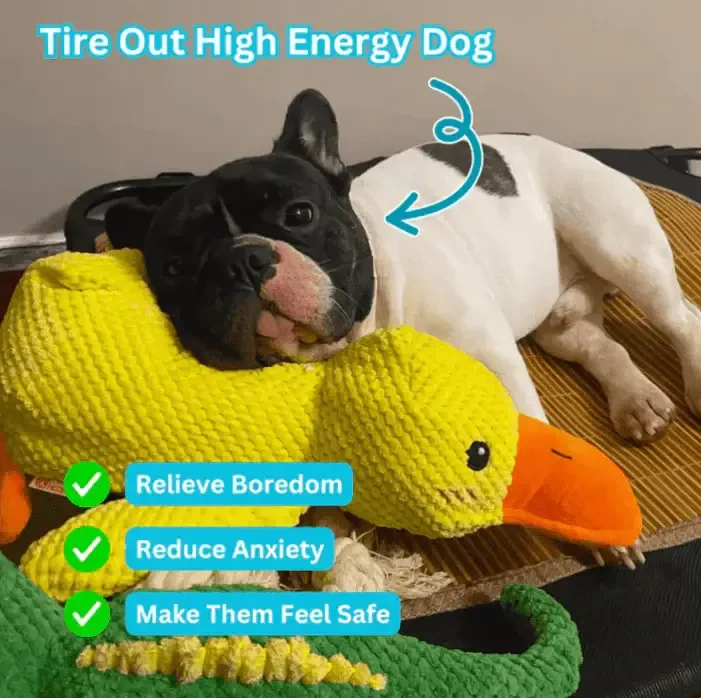 Low-Quack Duck Toy