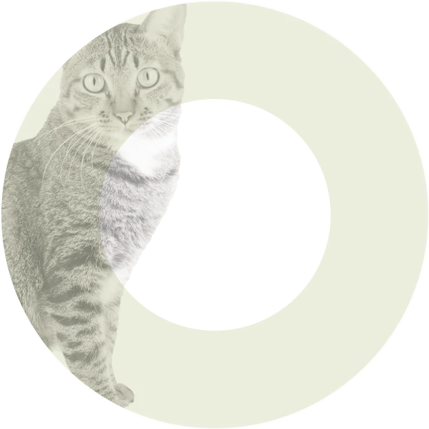 Oasy Gatto Natury Latt.85G Jelly