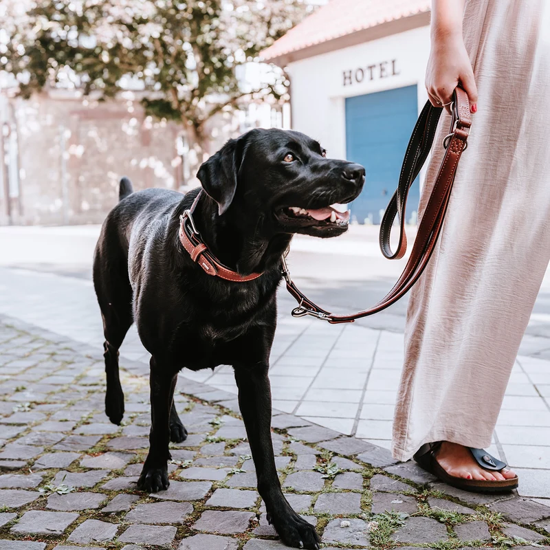 Halsband Canadian Up