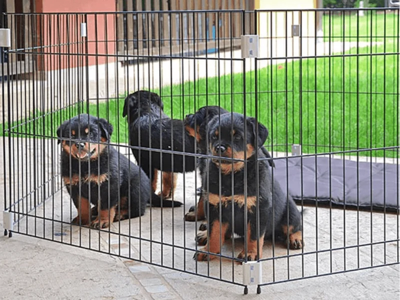 Dog Training Recinto 80 x 80 x h 62 cm