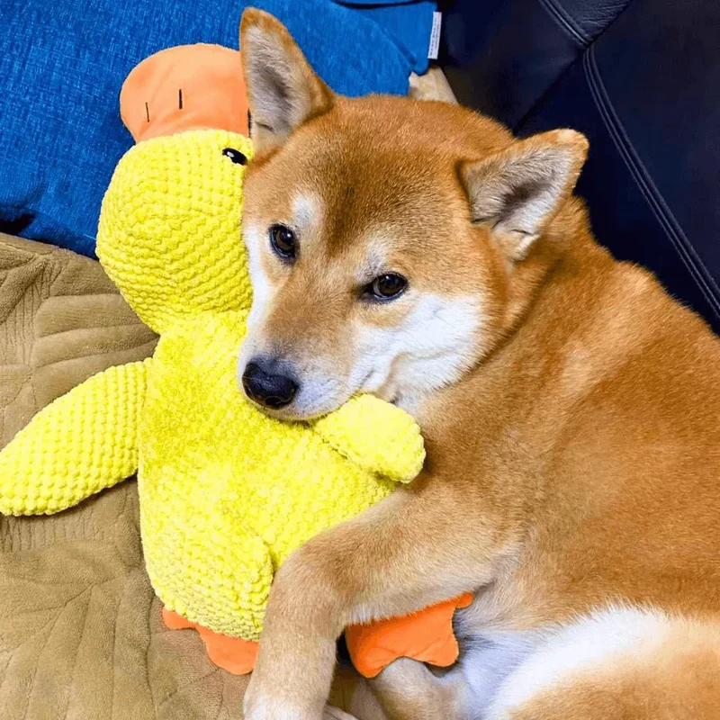 Calming Dog Toy Quacking Sound Chewing Play