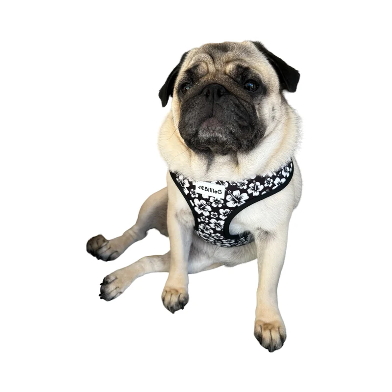BillieG Black Surfs Up Adjustable Vest Harness - Medium