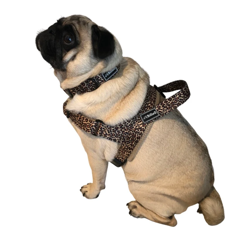 BillieG Leopard Print Adjustable Nylon Collar & Bow tie with Quick Release Black Engravable Metal Buckle
