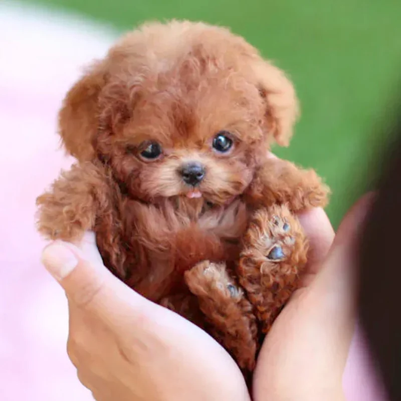 Cane di Peluche Interattivo Scodinzolante - Peluche Cane Realistico