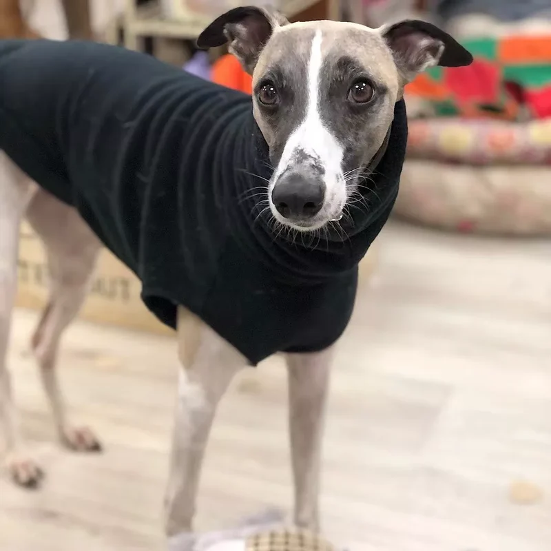 Winter Fleece Whippet Vest Italian Greyhound Clothes Turtleneck Dog Clothes Soft Fleece Clothes