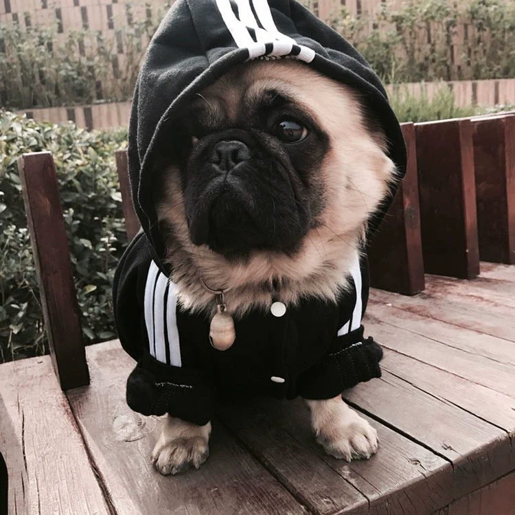Pug Small and Medium-Sized Dogs Hoodie Fleece Jarre Aero Bull