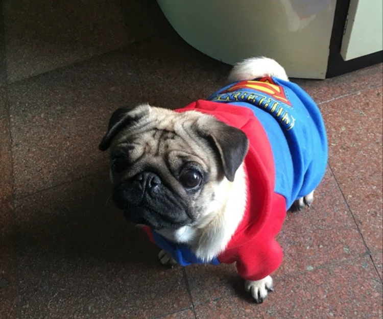 Pug Small and Medium-Sized Dogs Hoodie Fleece Jarre Aero Bull