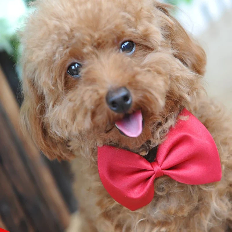 50/100 pcs/lot Mix Colors Wholesale Pet Grooming Accessories Rabbit Cat Dog Bow Tie Adjustable Bowtie Multicolor Pet Products