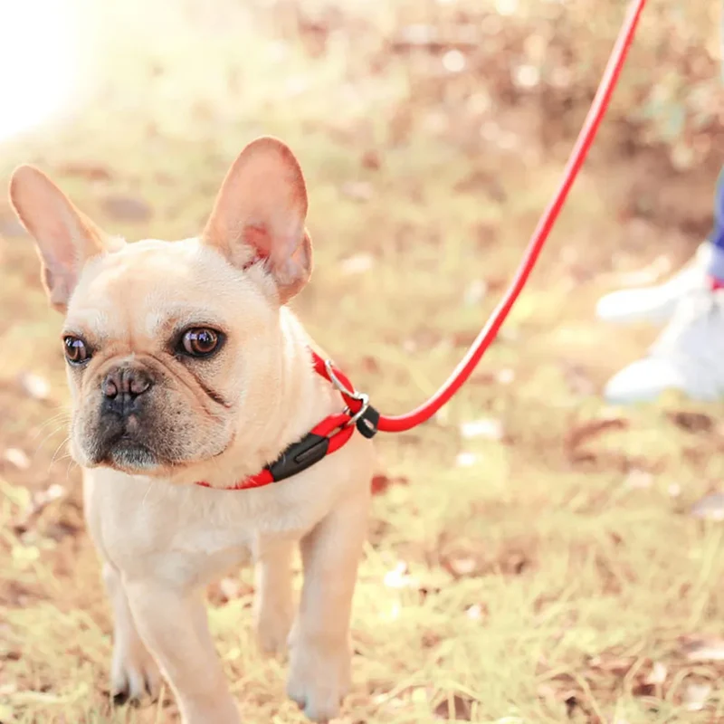 Pet Puppy Dog Leash Slip Rope Lead Leash Nylon Slip Chains Collar No Pull Training Lead Leashes for Small Dogs Black Red Blue
