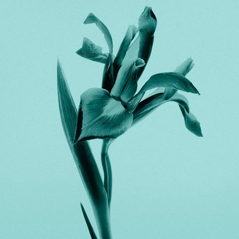 Tiffany & Co. Tiffany Sheer Eau De Toilette
