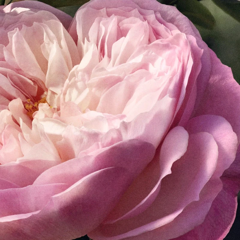 Chloé Rose Naturelle 100 ml Refillable