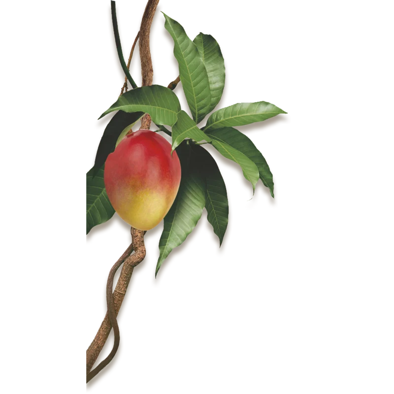 Klorane Balsamo Al Mango Capelli Secchi 50ml